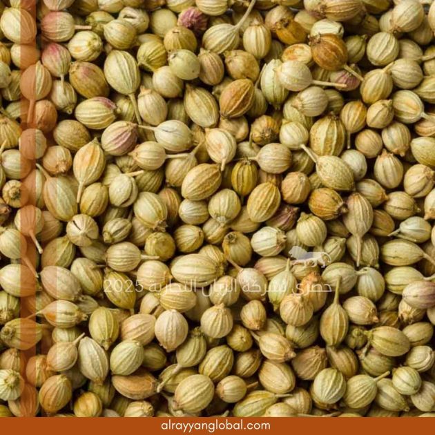 كزبرة هندية غير مطحونه