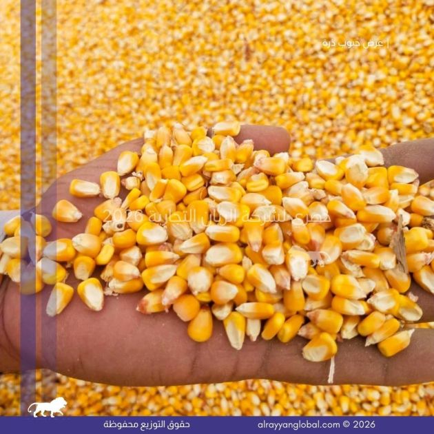 حبوب الذرة الصفراء الذهبية - محصول حديث